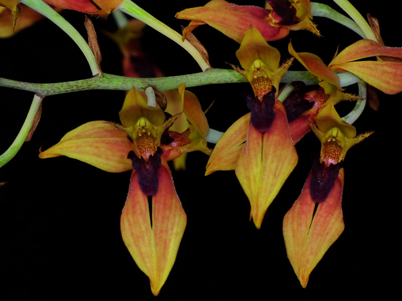 American Orchid Society Pacific South Judging Region Provisional Awards